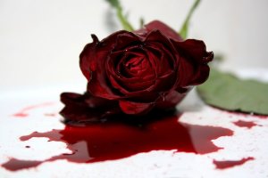 the-dying-rose-1